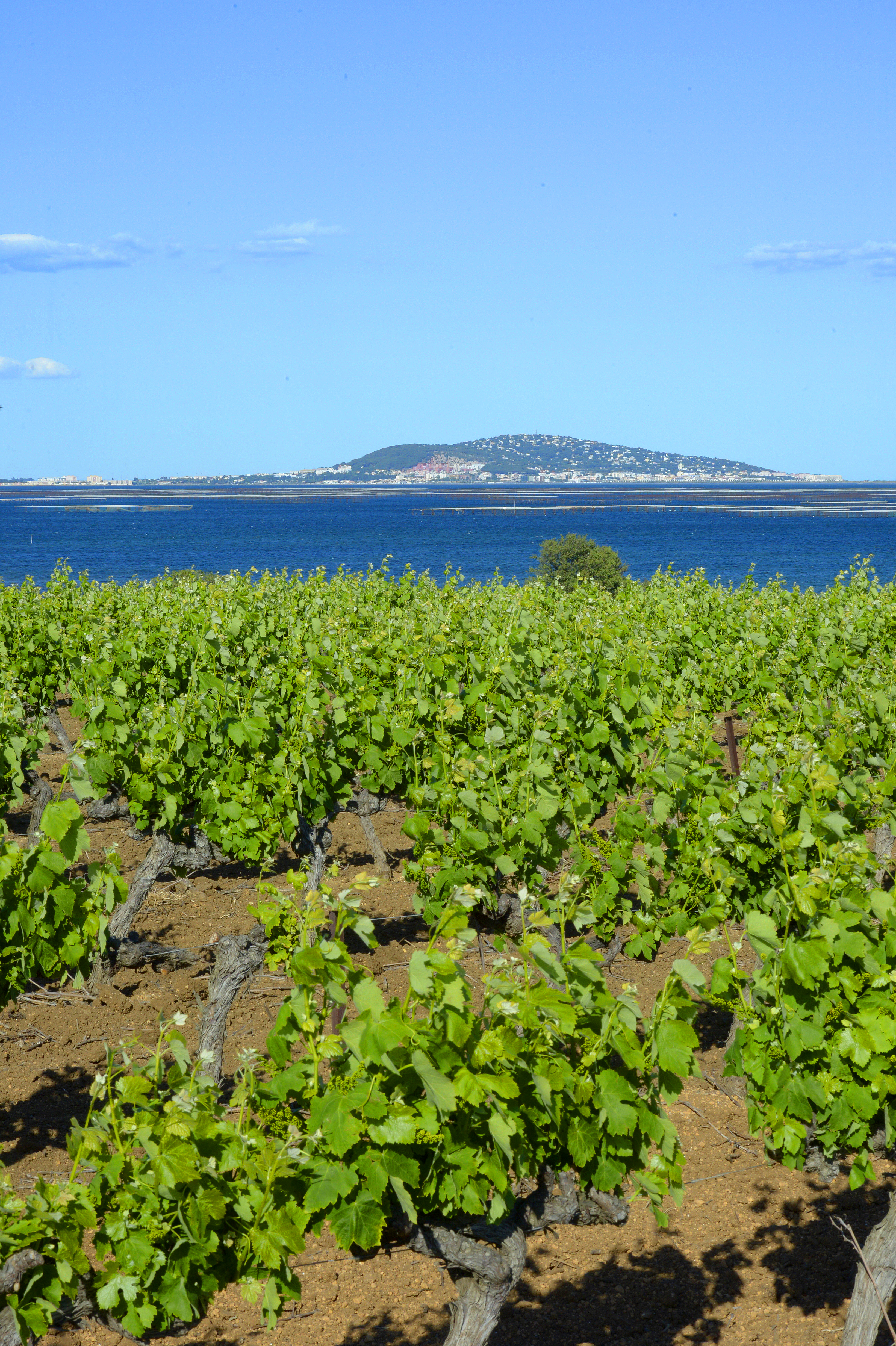 cotedeThau Winery